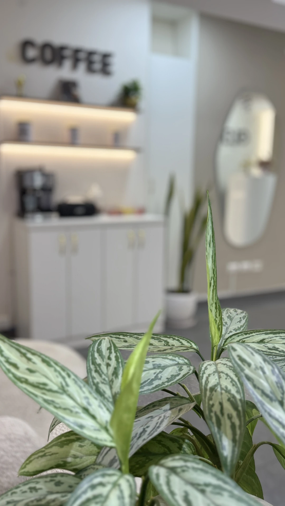 Plantas y detalles del ambiente Gleich
